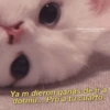 Gatitos para conquistar a tu CRUSH Ya m dieron ganas de ir a dormir... Pro a tu cuarto.