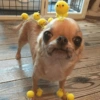 Perritos para reaccionar 9
