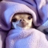 Perritos_random 9