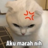 Cute cat sticker 🐈 25
