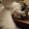 Selfie gatitos 😛 17