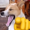 🐶🐕 Perritos XD 🐶🐕 10