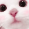 Cute Cat 13