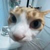 😽 Gatitos 😺 14