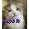 apa lo