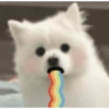 Dog 9