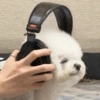 Perritos_random 13