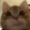 Cat Meme 13