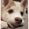 Zelda, the Husky 18