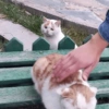 Kucing Galau 16