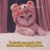 X Gatitos para conquistar a tu CRUSH El @drugs2love Todavía aguanto otra ilusionada, estoy joven.