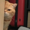 😽 Gatitos 😺 9