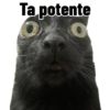 Ta potente O O