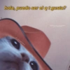 hola, puedo ser el qt gusta? Ⓒ@drugs2love Gatitos para conquistar at CRUSH