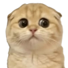 MEME KUCING 2 7