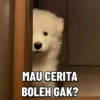 MAU CERITA BOLEH GAK?