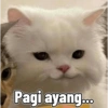 Cute cat sticker 🐈 8