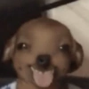 Perritos_random 8
