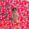 Gatitos_corazoncitos 5