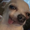 Reações cachorros 🐩 11