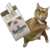 Meme Kucing Lempar 😾 14