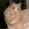 Hamster Reaction  9