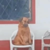 Deboches e memes 😂 7