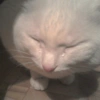 Kucing Galau 8