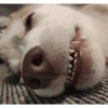 Zelda, the Husky 17