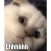 Cute cat sticker 🐈 7