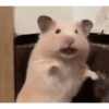 Hamster Reaction  13