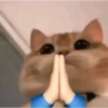 Cat Meme 5