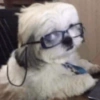 Perritos_random 5