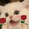 GATOS CURA DEPRESIÓN💕😻 9