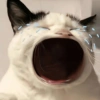 Cute cat sticker 🐈 13