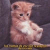 Gatitos para conquistar a tu CRUSH 31@drugs2love Tus notitas de voz son la playlist de mi vida