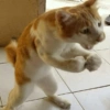 😡🐱 GATOS ENOJADOS 🐱😡 23