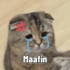 Cute cat sticker 🐈 24