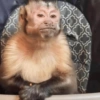 Macacos 6
