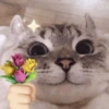 Gatinhos + emojis 😻 9