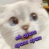 eh ayam ayam ayan