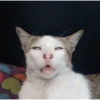 Memes 1.0 12