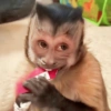 Macacos 19