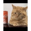 ALTASTE Cola