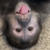 Monos🐒  11