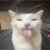 MIAU 5