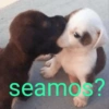 seamos?