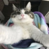 Selfie gatitos 😛 18