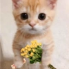 Gatito_depie 14
