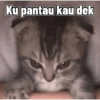 Ku pantau kau dek